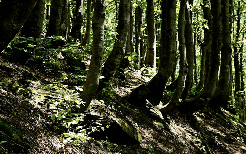 Cammino di Assisi, Parco Nazionale Foreste Casentinesi