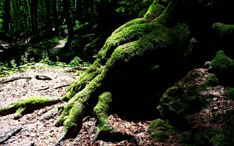 Foreste Casentinesi La Verna