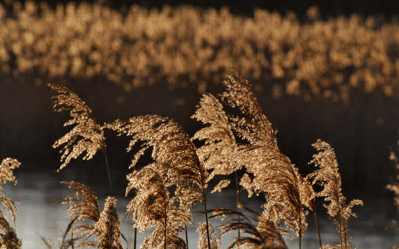 Caorle, canne palustri, reeds