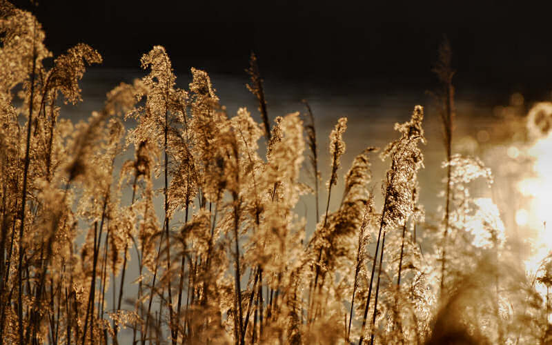 Caorle, canne palustri, reeds