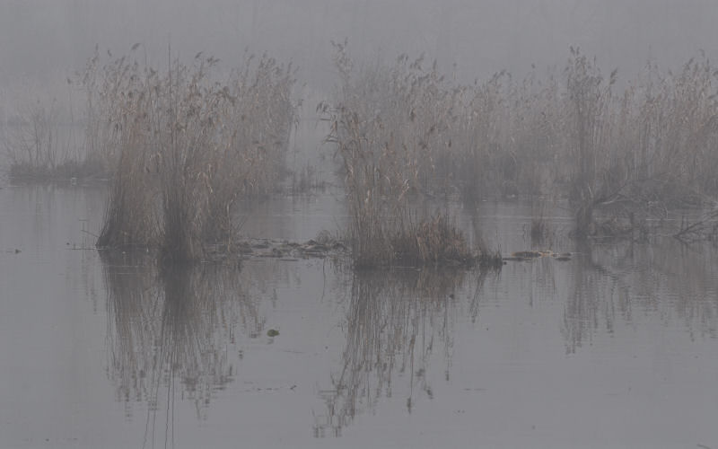 Lago di Fimon / superfici, acqua, nebbia - surface, water, fog