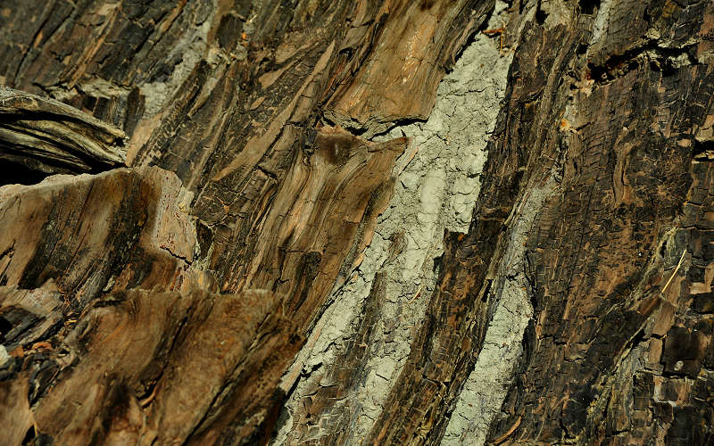 foresta fossile di Dunarobba, Umbria