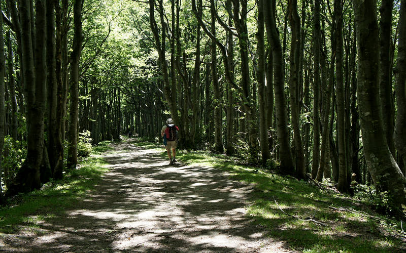 Cammino di Assisi, Parco Nazionale Foreste Casentinesi